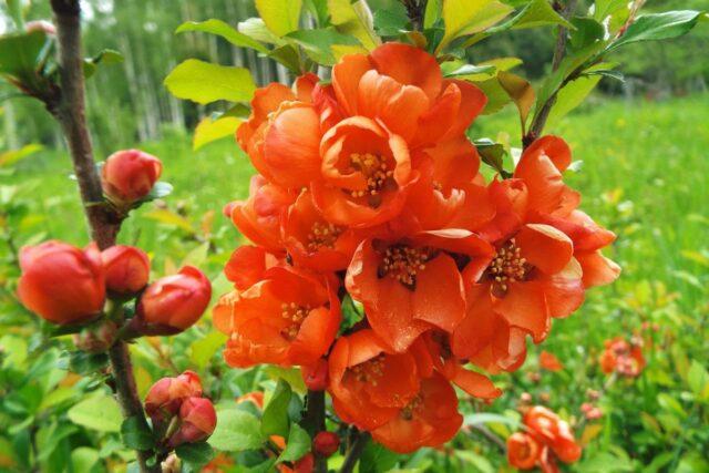 Types and varieties of Japanese henomeles (quince)