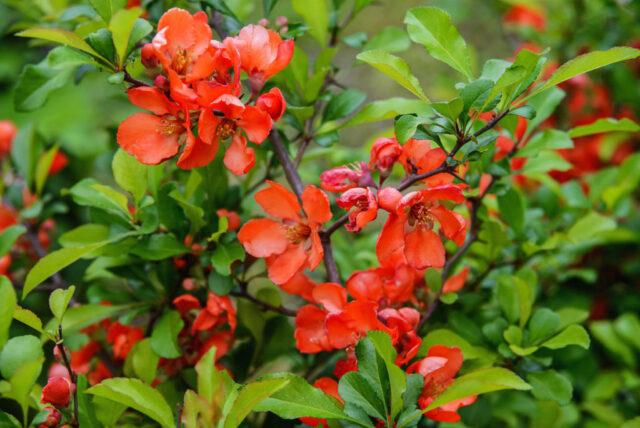 Types and varieties of Japanese henomeles (quince)