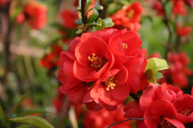 Types and varieties of Japanese henomeles (quince)