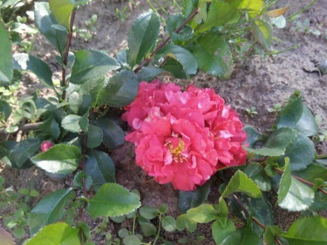 Types and varieties of Japanese henomeles (quince)