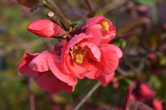 Types and varieties of Japanese henomeles (quince)