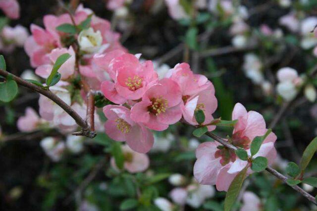 Types and varieties of Japanese henomeles (quince)