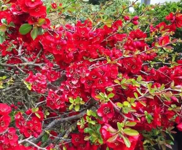 Types and varieties of Japanese henomeles (quince)