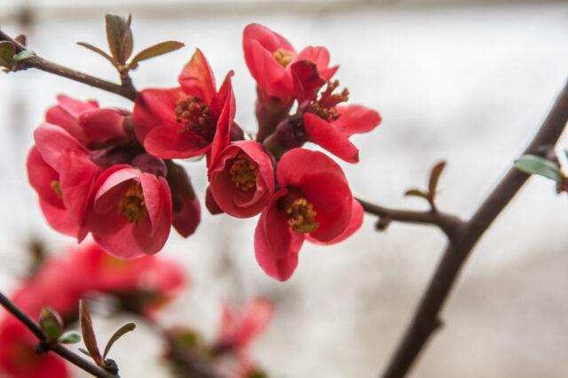 Types and varieties of Japanese henomeles (quince)