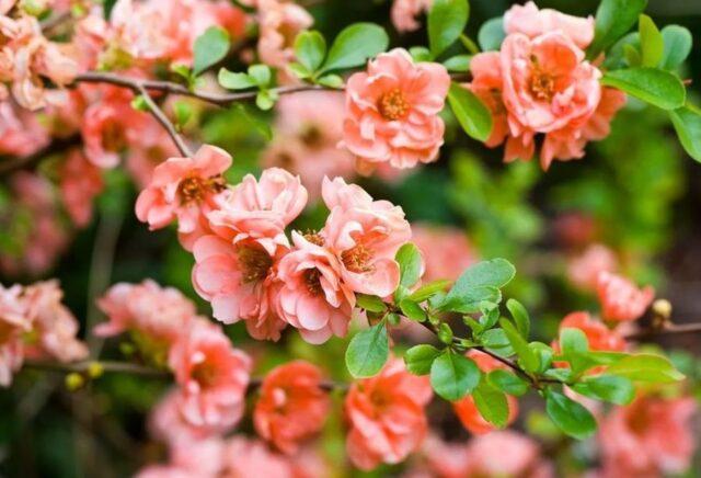 Types and varieties of Japanese henomeles (quince)