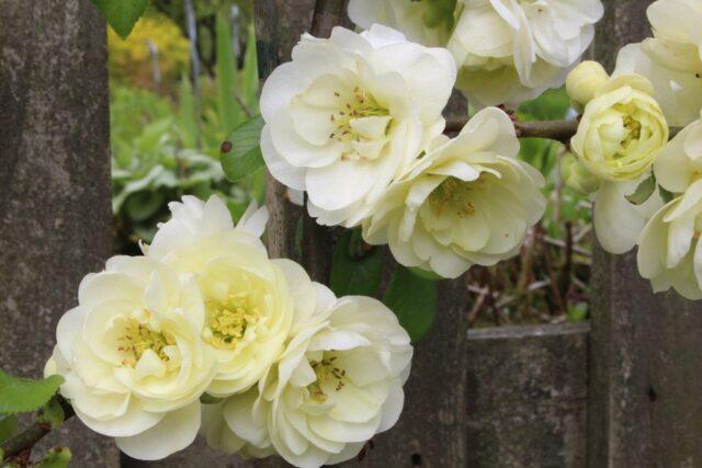 Types and varieties of Japanese henomeles (quince)