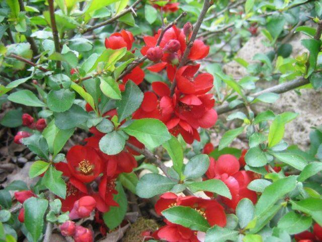 Types and varieties of Japanese henomeles (quince)