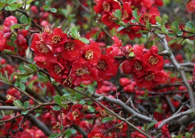 Types and varieties of Japanese henomeles (quince)