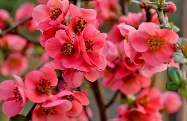 Types and varieties of Japanese henomeles (quince)