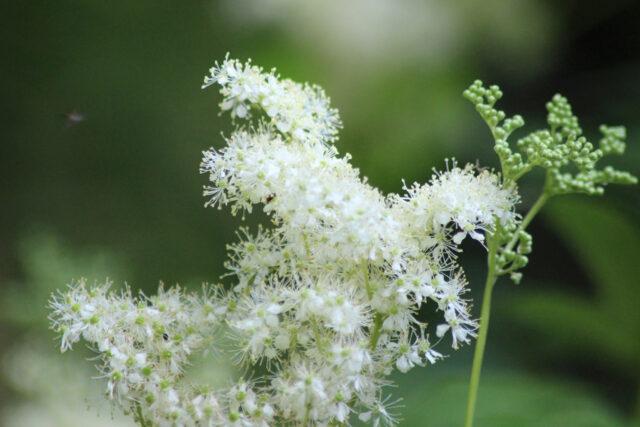 Types and varieties of meadowsweet (meadowsweet): Elegance, Red Umbrella, Filipendula and others