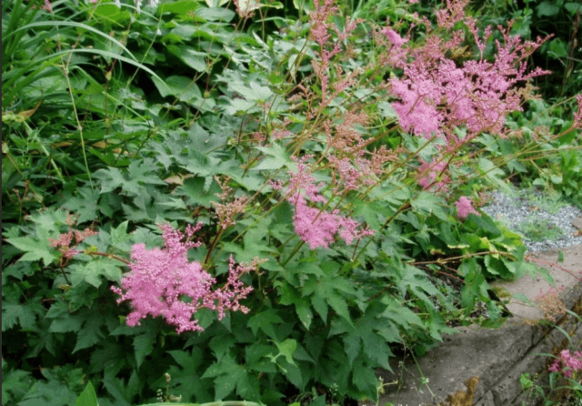 Types and varieties of meadowsweet (meadowsweet): Elegance, Red Umbrella, Filipendula and others