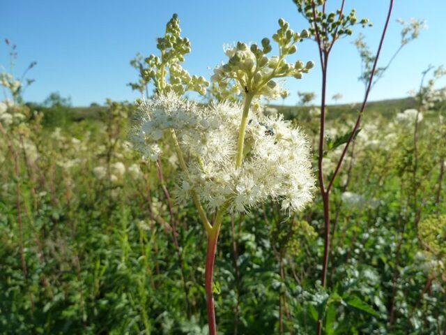 Types and varieties of meadowsweet (meadowsweet): Elegance, Red Umbrella, Filipendula and others