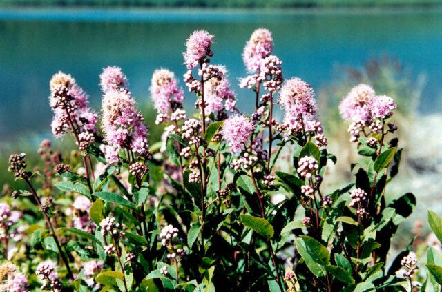 Types and varieties of meadowsweet (meadowsweet): Elegance, Red Umbrella, Filipendula and others