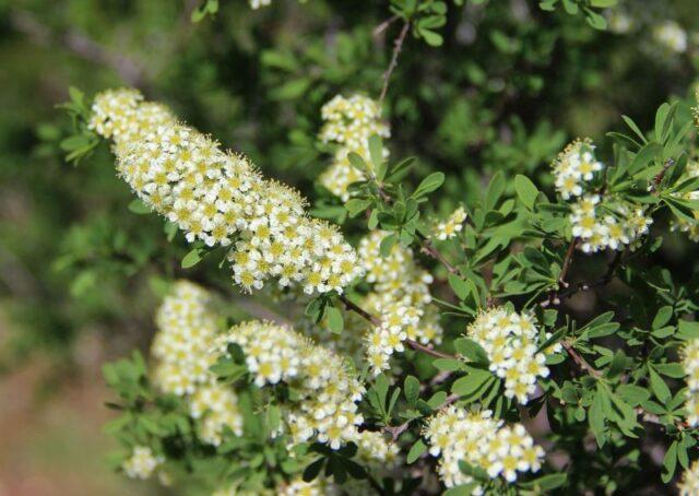 Types and varieties of meadowsweet (meadowsweet): Elegance, Red Umbrella, Filipendula and others