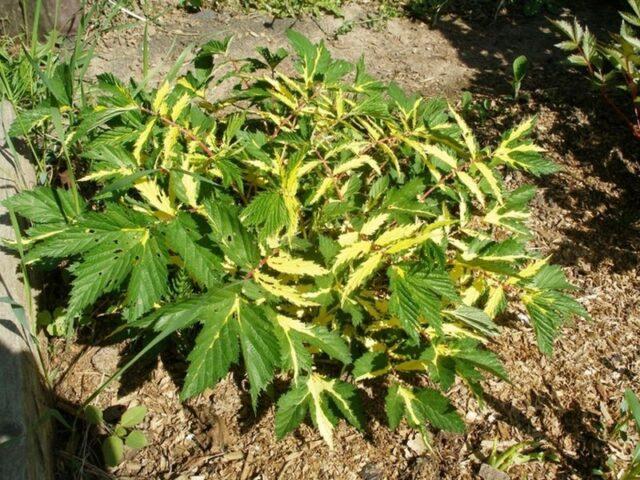 Types and varieties of meadowsweet (meadowsweet): Elegance, Red Umbrella, Filipendula and others