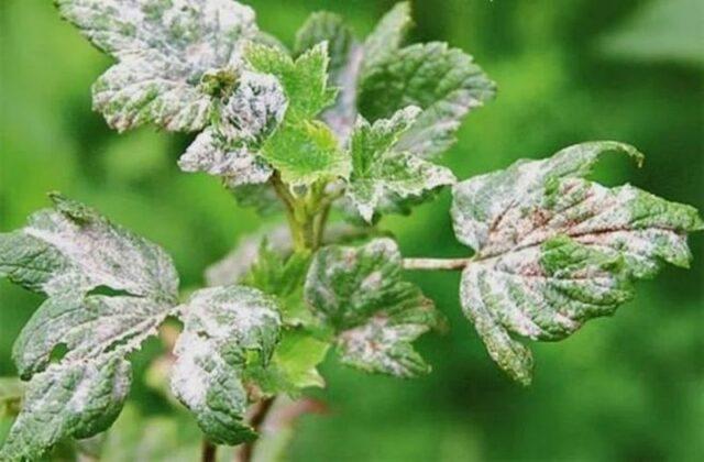 Types and varieties of meadowsweet (meadowsweet): Elegance, Red Umbrella, Filipendula and others