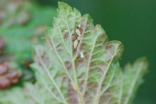 Types and varieties of meadowsweet (meadowsweet): Elegance, Red Umbrella, Filipendula and others