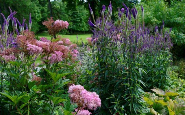 Types and varieties of meadowsweet (meadowsweet): Elegance, Red Umbrella, Filipendula and others