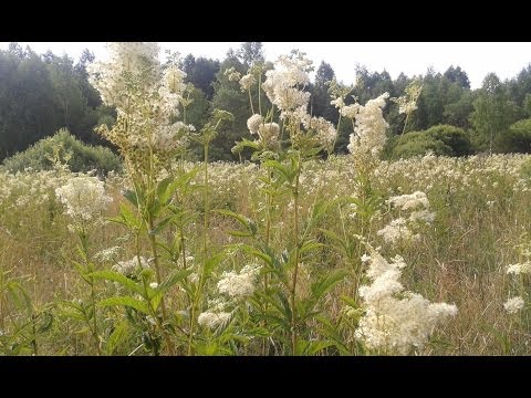 Types and varieties of meadowsweet (meadowsweet): Elegance, Red Umbrella, Filipendula and others