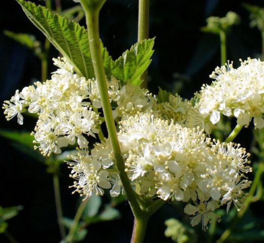 Types and varieties of meadowsweet (meadowsweet): Elegance, Red Umbrella, Filipendula and others