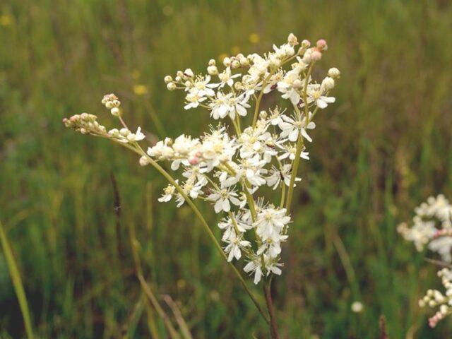 Types and varieties of meadowsweet (meadowsweet): Elegance, Red Umbrella, Filipendula and others