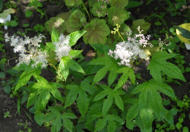 Types and varieties of meadowsweet (meadowsweet): Elegance, Red Umbrella, Filipendula and others