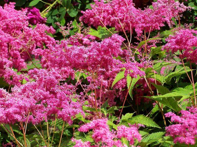 Types and varieties of meadowsweet (meadowsweet): Elegance, Red Umbrella, Filipendula and others