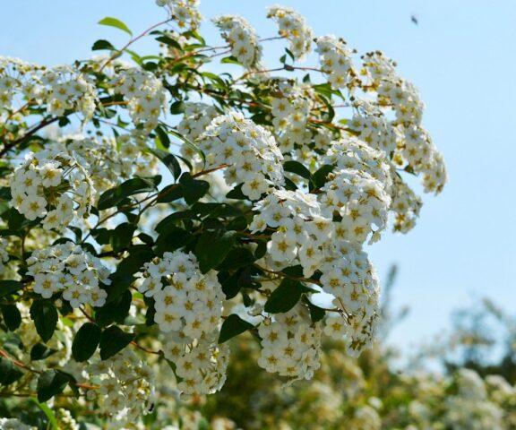 Types and varieties of meadowsweet (meadowsweet): Elegance, Red Umbrella, Filipendula and others