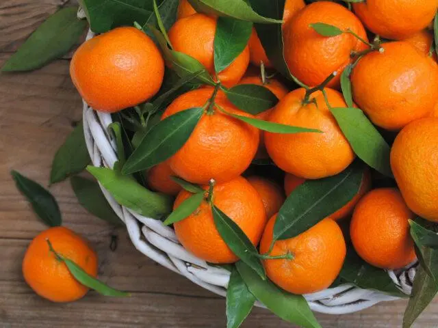 Types and varieties of tangerines: photo and description, names