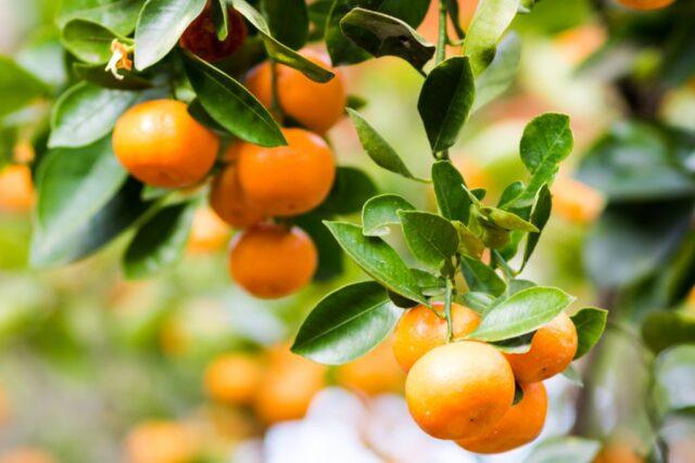 Types and varieties of tangerines: photo and description, names