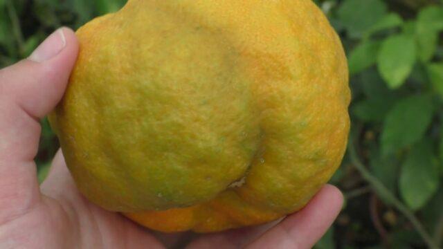 Types and varieties of tangerines: photo and description, names