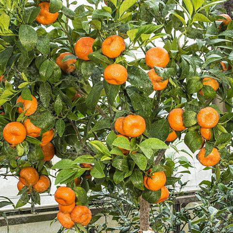 Types and varieties of tangerines: photo and description, names