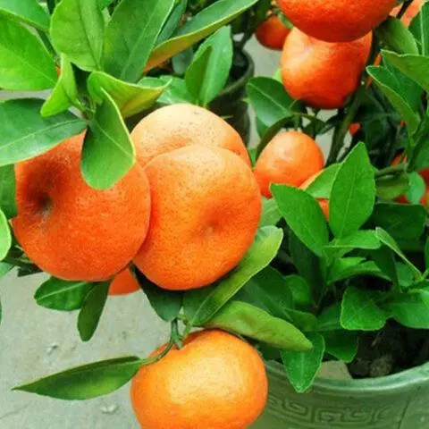 Types and varieties of tangerines: photo and description, names