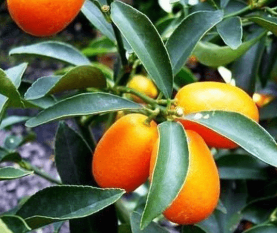 Types and varieties of tangerines: photo and description, names