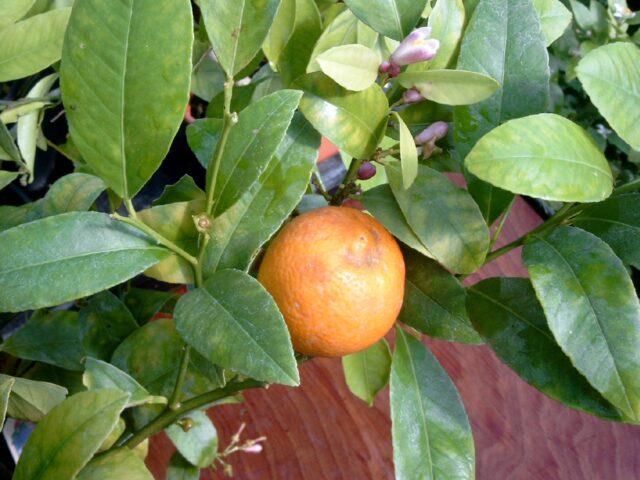 Types and varieties of tangerines: photo and description, names