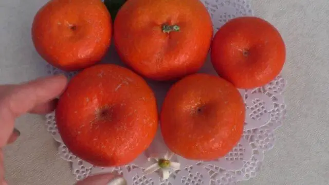 Types and varieties of tangerines: photo and description, names