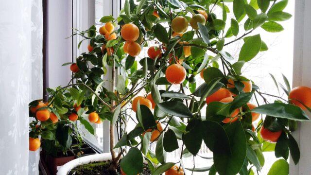 Types and varieties of tangerines: photo and description, names