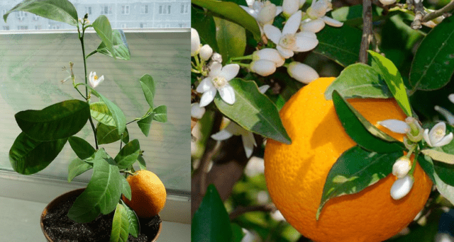 Types and varieties of tangerines: photo and description, names