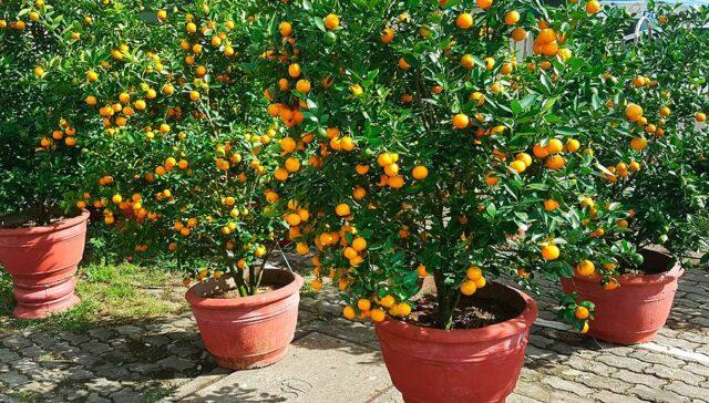 Types and varieties of tangerines: photo and description, names