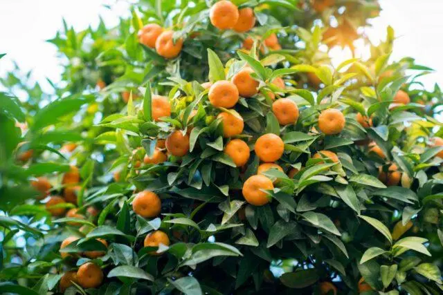 Types and varieties of tangerines: photo and description, names