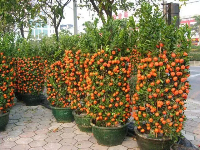 Types and varieties of tangerines: photo and description, names