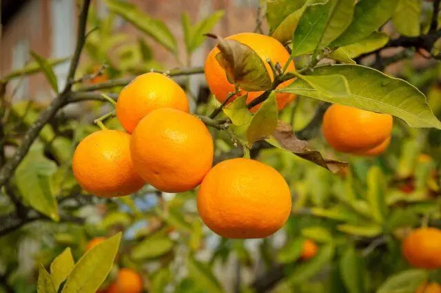 Types and varieties of tangerines: photo and description, names