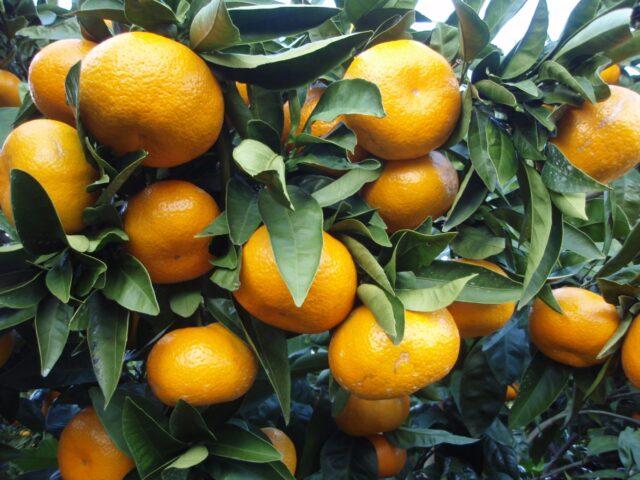 Types and varieties of tangerines: photo and description, names