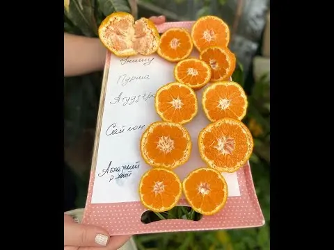 Types and varieties of tangerines: photo and description, names