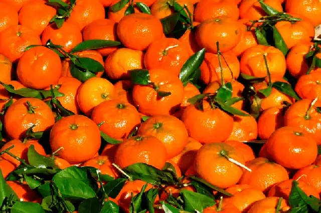 Types and varieties of tangerines: photo and description, names