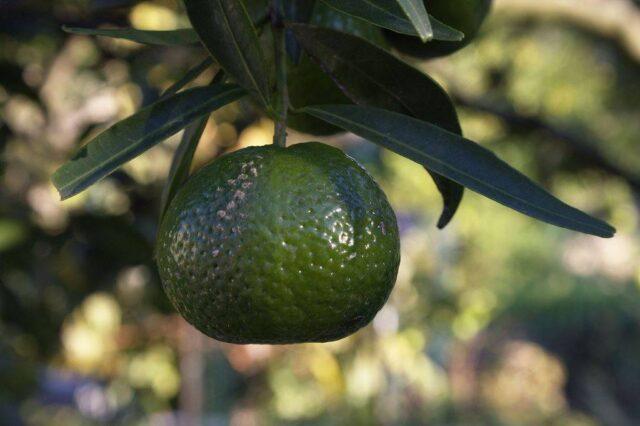 Types and varieties of tangerines: photo and description, names