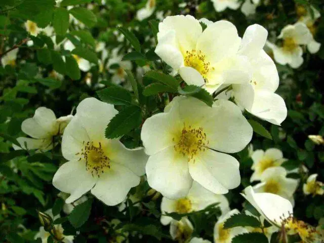 Types and varieties of wild rose: photo with names and descriptions