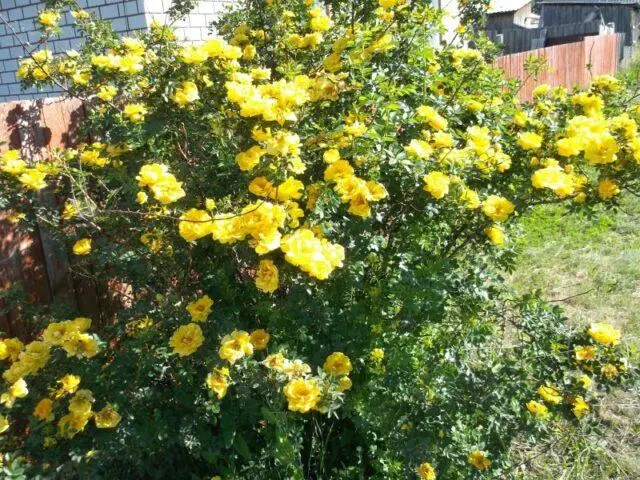 Types and varieties of wild rose: photo with names and descriptions