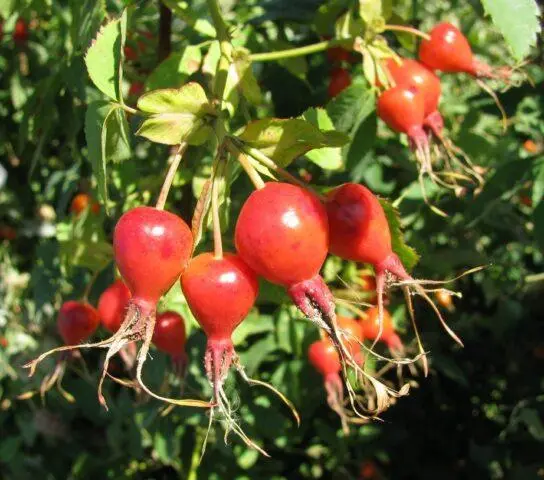 Types and varieties of wild rose: photo with names and descriptions