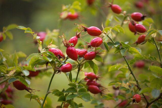 Types and varieties of wild rose: photo with names and descriptions